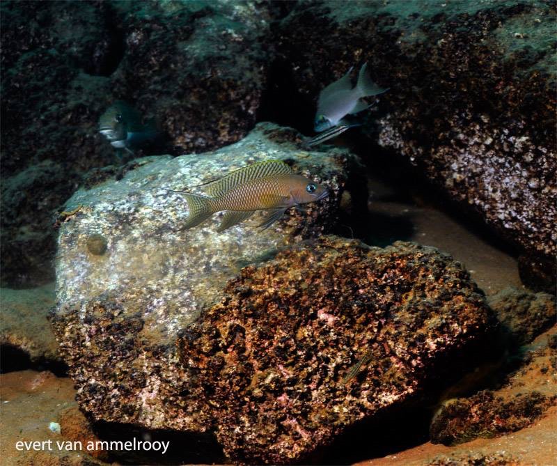 Neolamprologus chitamwebwai 'Jakobsen's Beach'